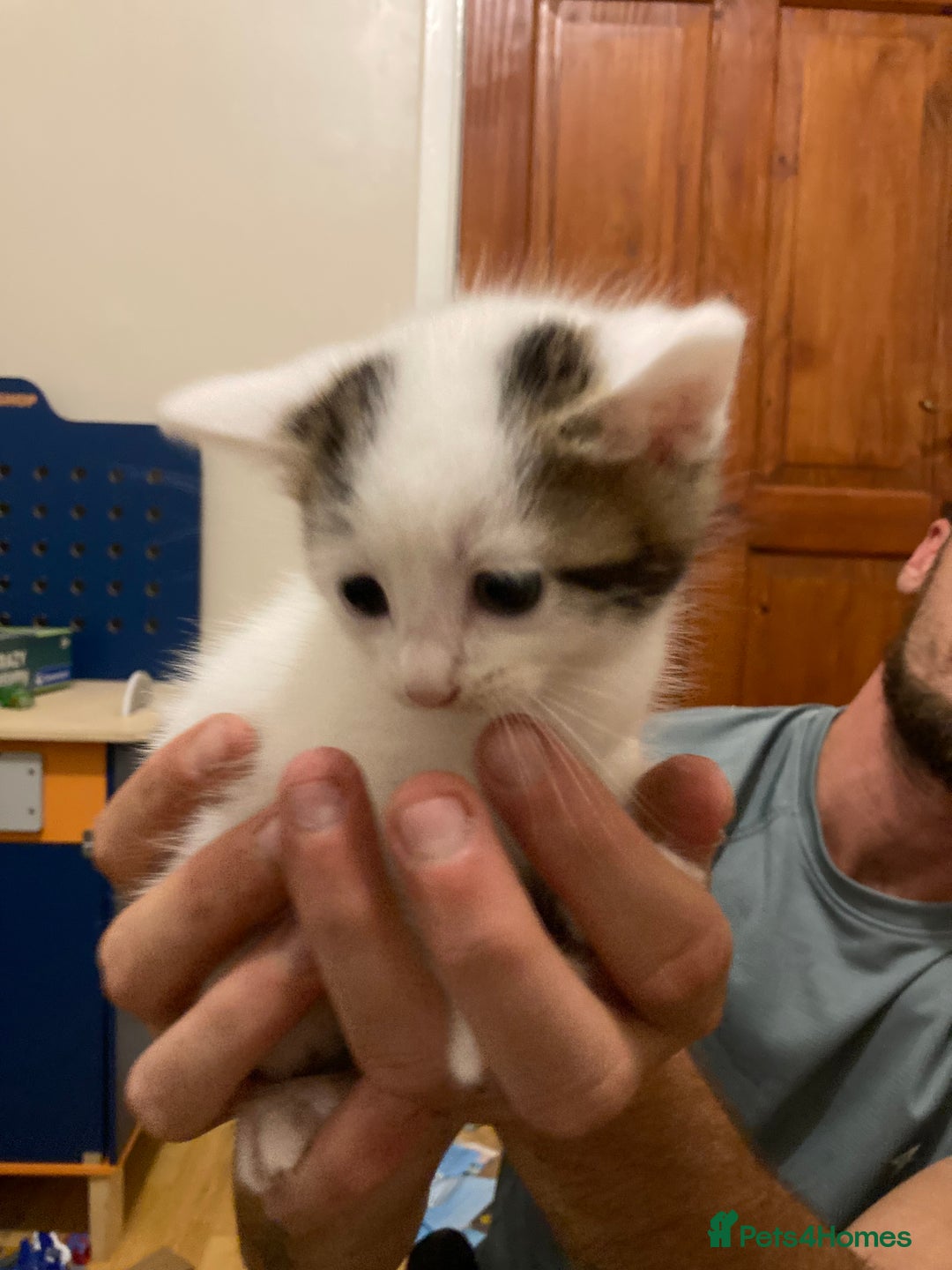 Mixed Breed cats for sale: 3 beautiful kittens  - Image 5