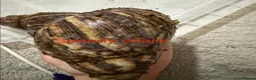 Snails invertebrates for sale: Ovum snails  - Advert 5