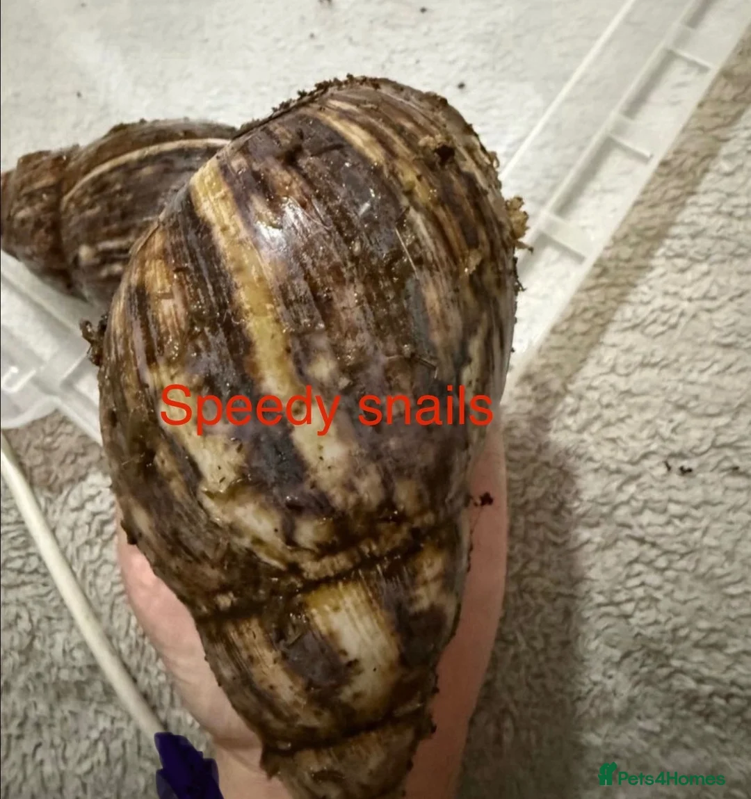 Snails invertebrates for sale: Ovum snails  - Advert 5