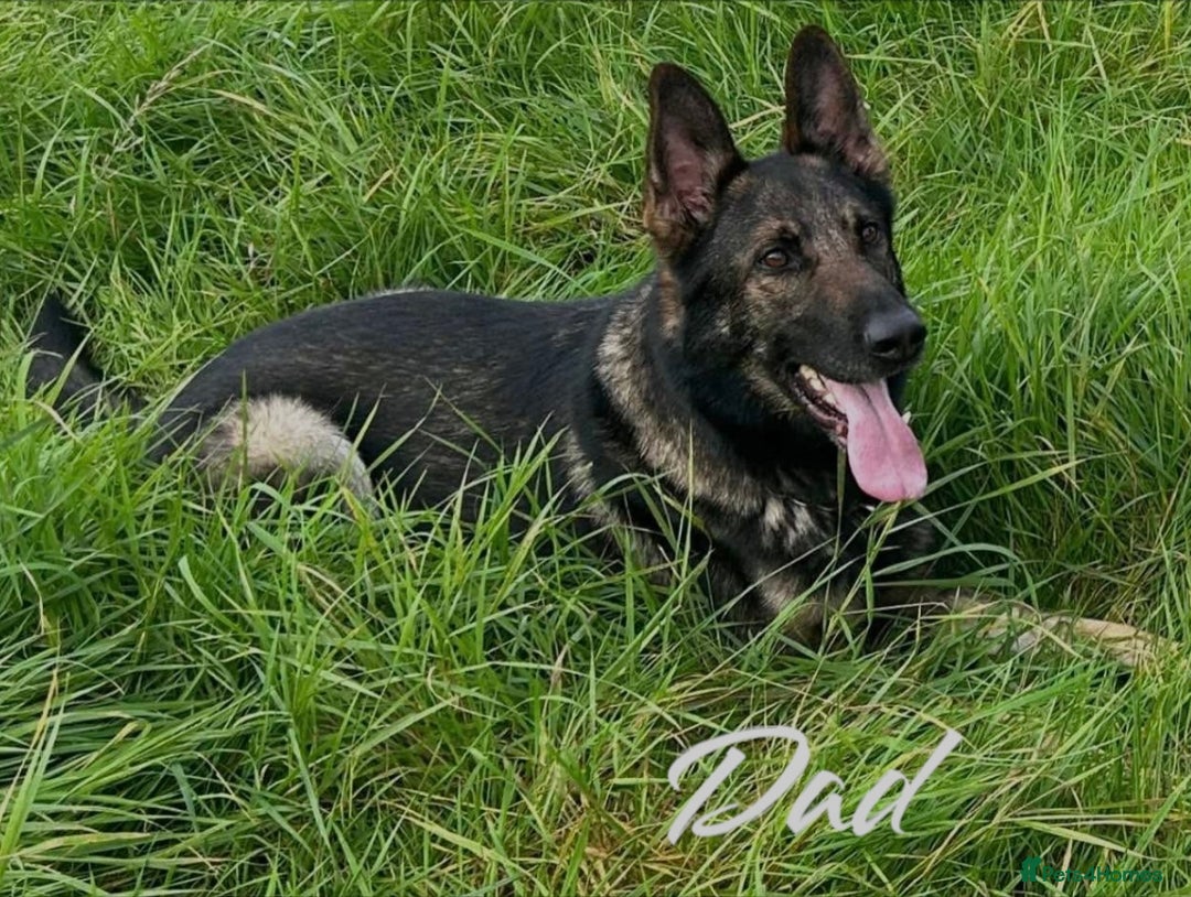 German Shepherd dogs for sale: German Shepherd Puppies  - Image 10