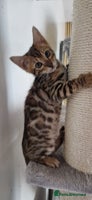 Bengal cats - Advert 1