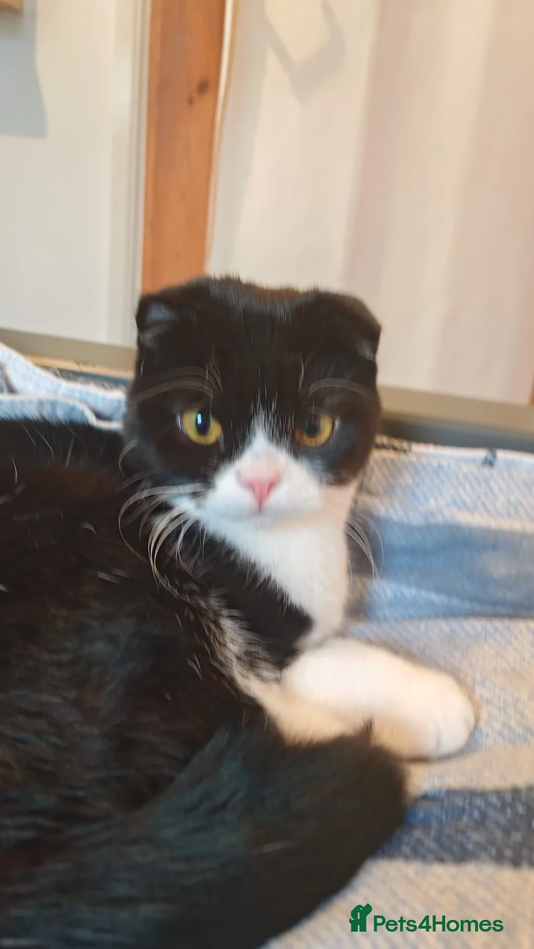 Scottish Fold cats for sale: Gorgeous 1 Year Old Scottish Fold Girl - Advert 6