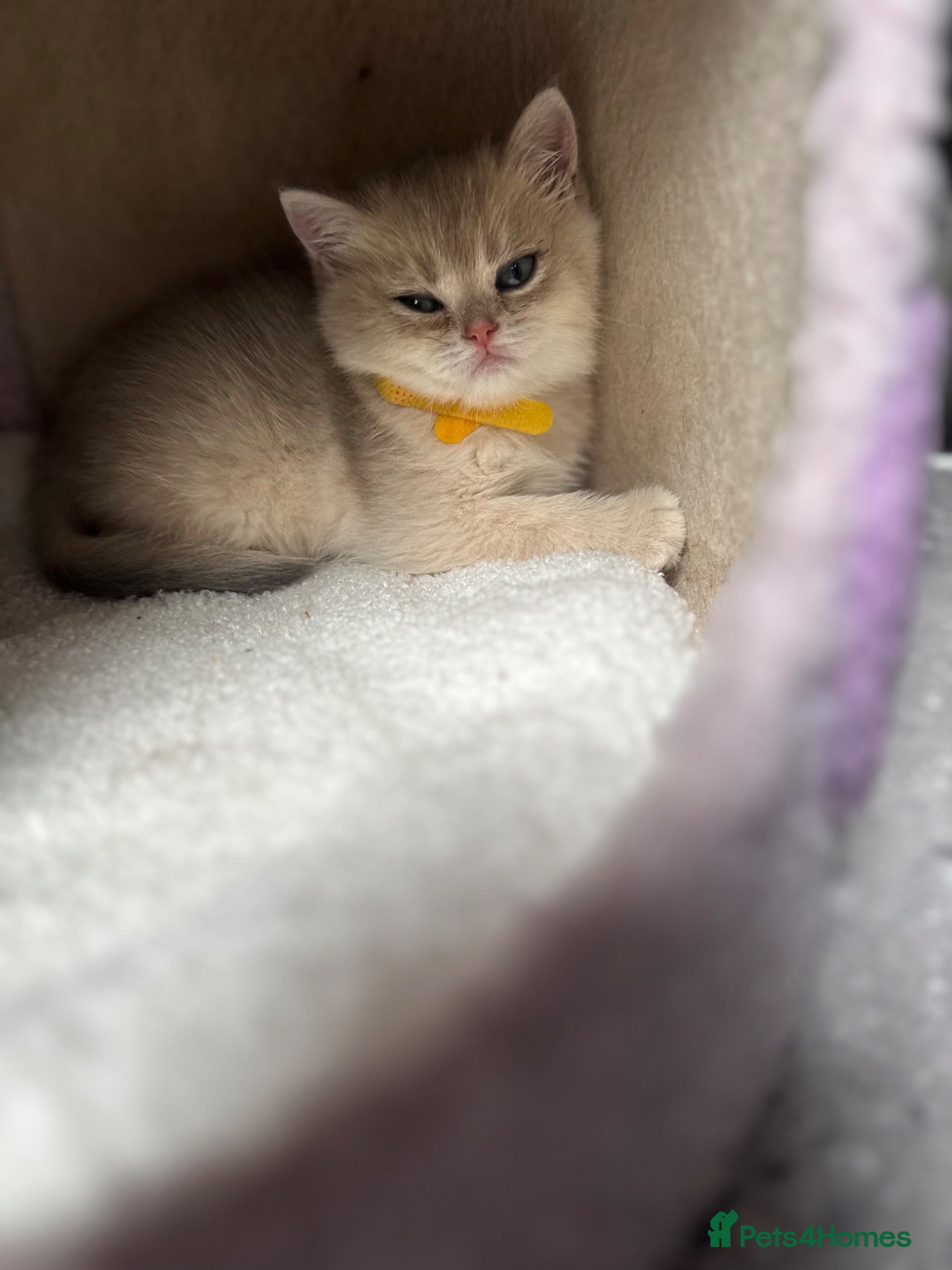 British Shorthair cats Last gorgeous girl left 😻 - Advert 2
