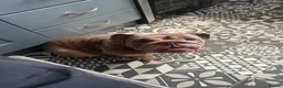 English Bulldog dogs for sale: English bulldog female 3 years old £250 - Advert 1