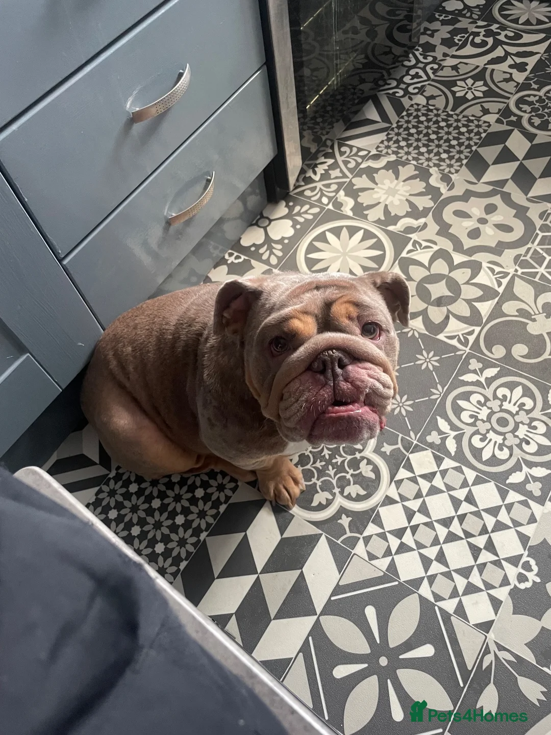 English Bulldog dogs for sale: English bulldog female 3 years old £250 - Advert 1