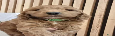 Cockapoo 2