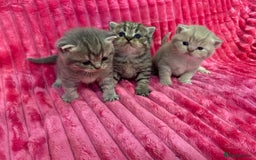British Shorthair cats for sale: Gorgeous British shorthair kittens  - Image 5