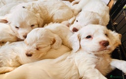 Clumber Spaniel dogs for sale: 3/4 clumber 1/4 cocker spaniel pups - Image 2