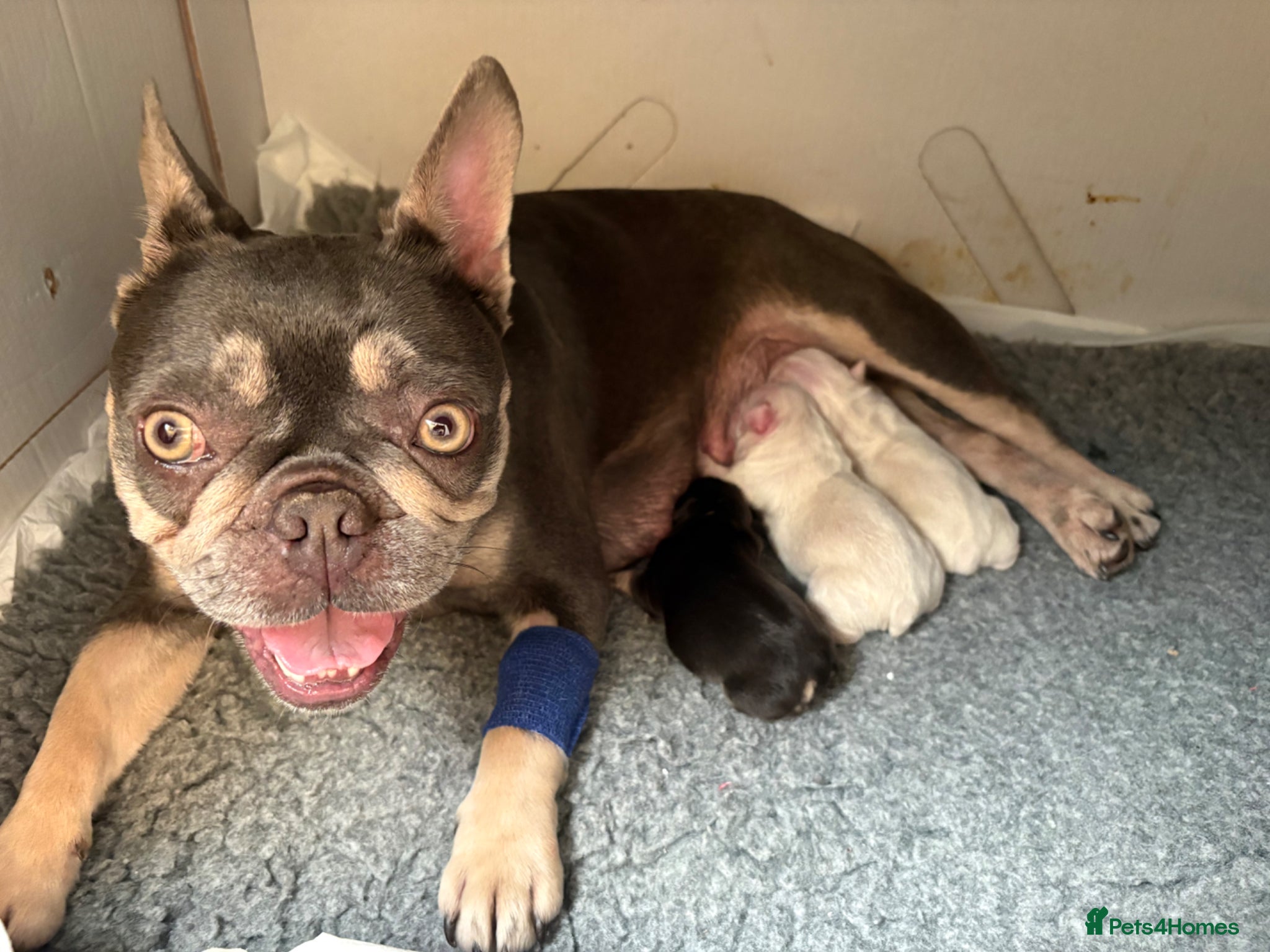 French Bulldog dogs for sale: French Bulldog Babies Ready Soon - Advert 21