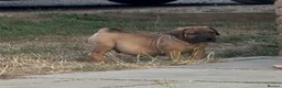 Boerboel dogs for sale: South African boerboel - Advert 6