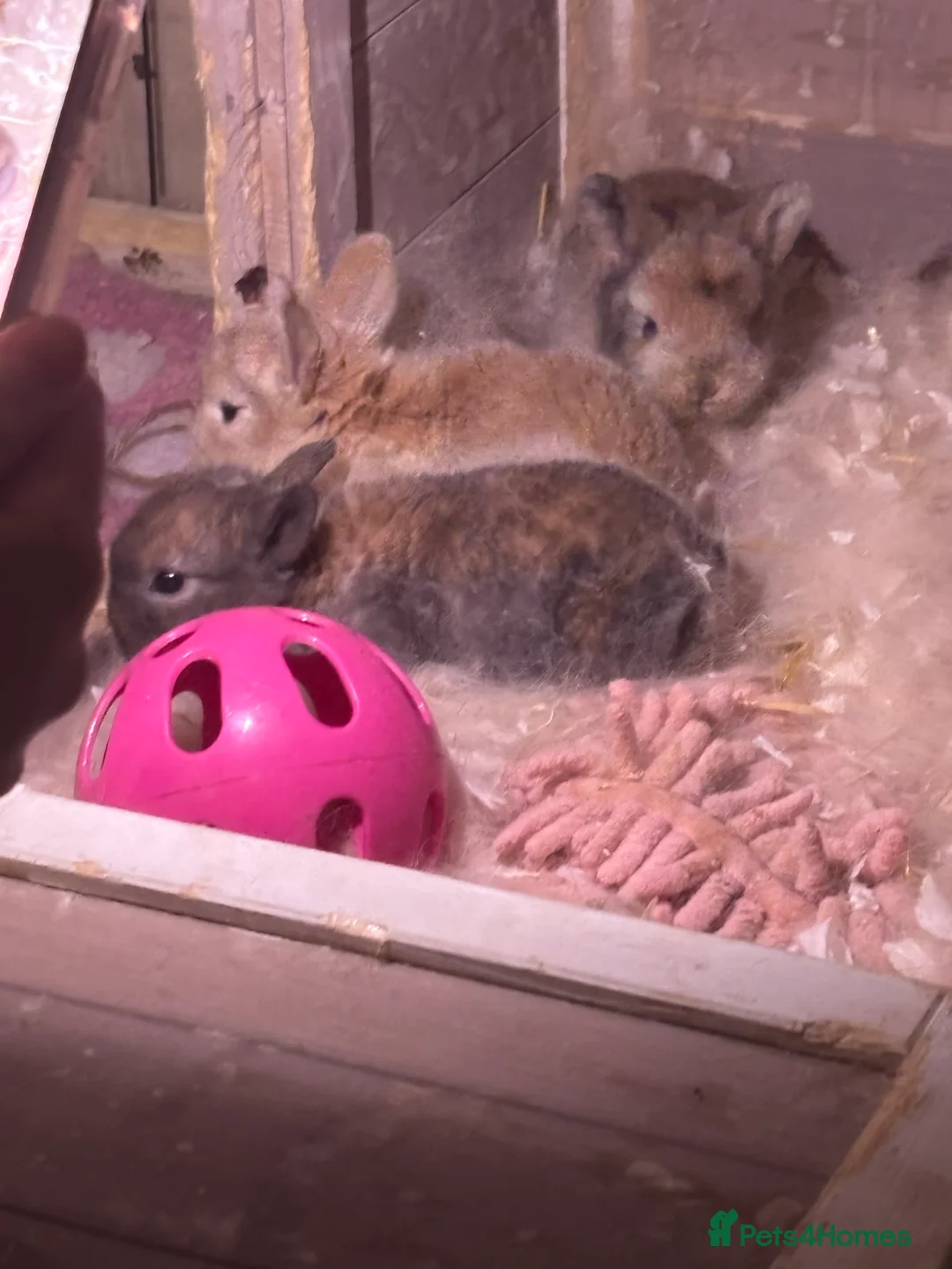 Mixed Breed rabbits for sale: Dwarf lop bunnies  - Advert 11