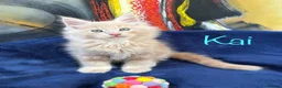 Maine Coon cats for sale: Beautiful Maine Coon Kittens-Ready Soon - Advert 40
