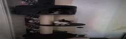 Mixed Breed cats for sale: Black and white male in Pontefract - Advert 3