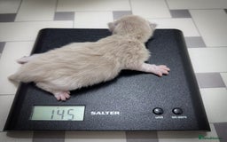 Ragdoll cats for sale: Ragdoll Bicolor Kitten Girl TICA REDUCED!!! - Image 9