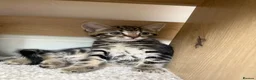 Mixed Breed cats for sale: Crumpet, she is 10weeks old, a female tabby mix.  - Advert 1