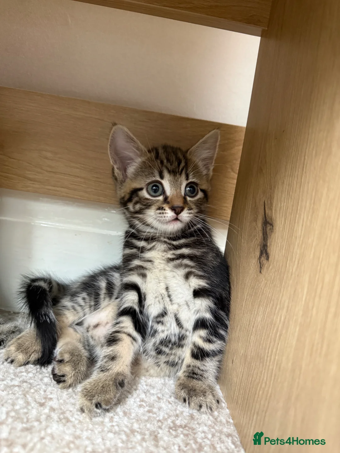 Mixed Breed cats for sale: Crumpet, she is 10weeks old, a female tabby mix.  - Advert 1