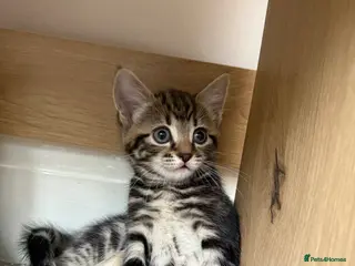 Mixed Breed cats Crumpet, she is 10weeks old, a female tabby mix. - Advert 2