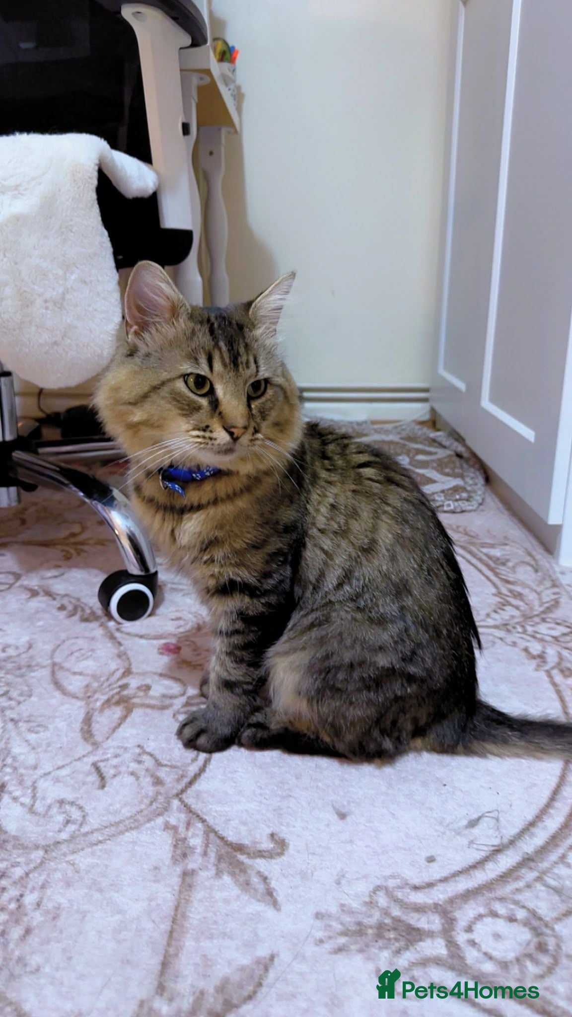 Maine Coon cats Mushmush the sweet boy - Advert 9
