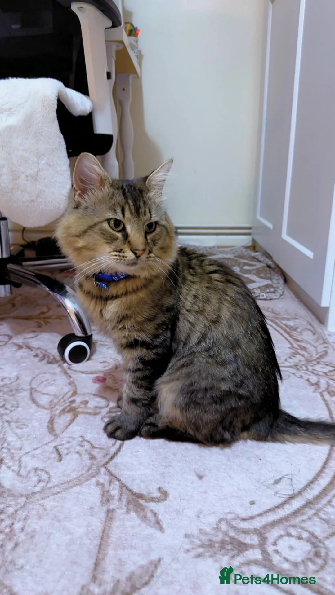 Maine Coon cats for sale: Mushmush the sweet boy in Bristol - Advert 1