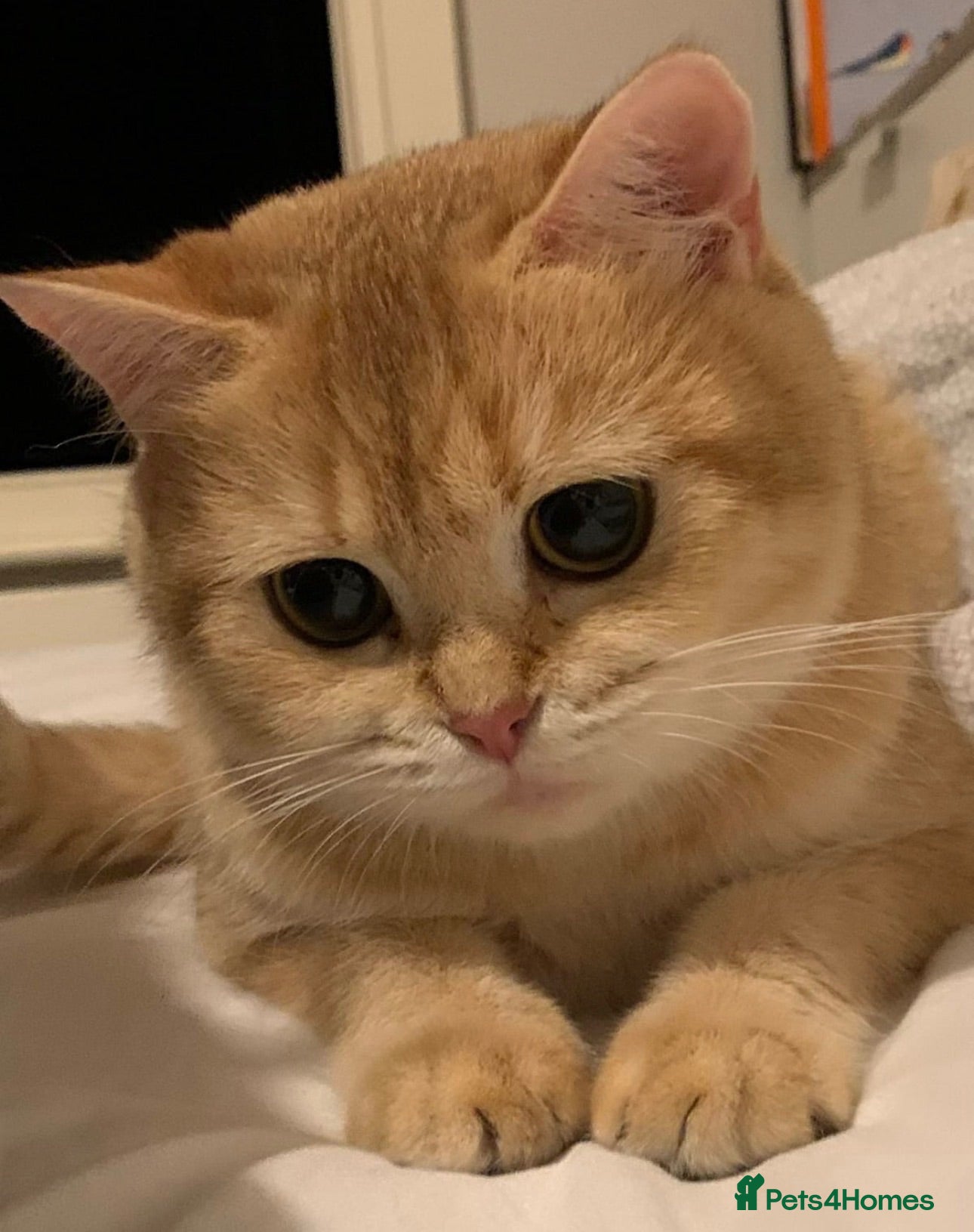 British Shorthair cats  Stunning chocolate golden British Shorthairs - Advert 3