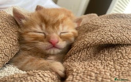 Mixed Breed cats for sale: 3 gorgeous ginger kittens available  - Image 9