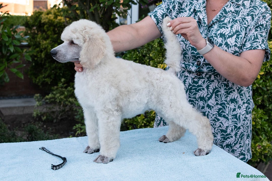 Standard Poodle dogs for sale: It has to be ALL WHITE Standard Poodle Puppies - Image 39
