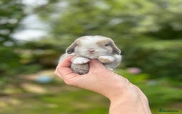 Mini Lop rabbits for sale: ⭐ PEDIGREE MINI LOP BABY BUNNIES ⭐  - Image 1
