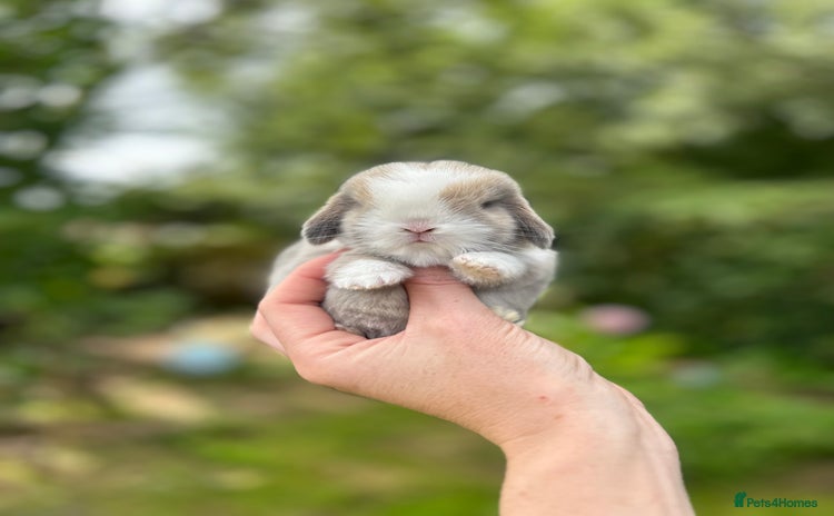 Mini Lop rabbits - Advert 1