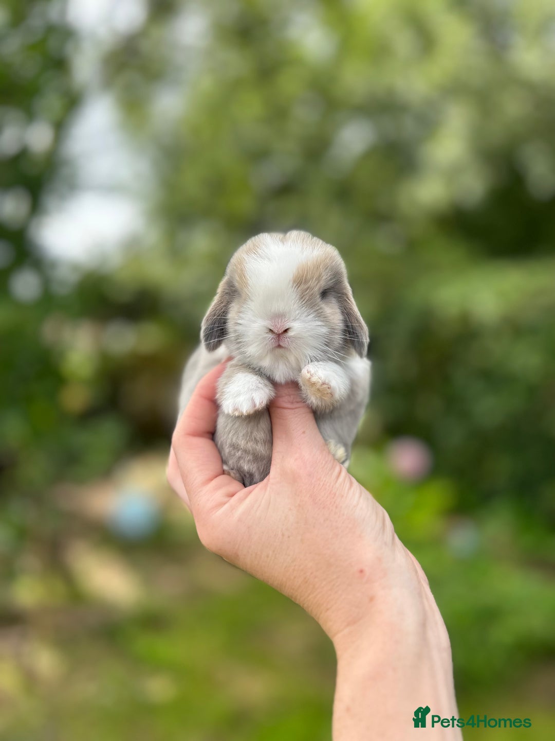 Mini Lop rabbits for sale: ⭐ PEDIGREE MINI LOP BABY BUNNIES ⭐  - Image 1