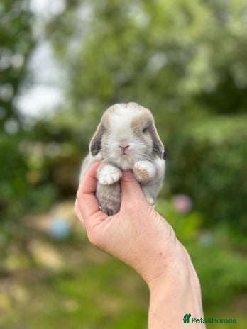 Mini Lop rabbits - Advert 5