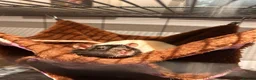 Rat rodents for sale: group of 4 friendly rats (cage+everything incl) - Advert 25