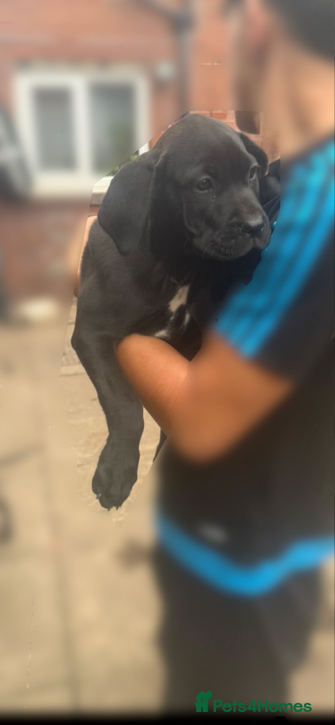 Cane Corso dogs for sale: Cane Corso puppies for sale - Image 1