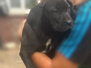 Cane Corso dogs - Advert 32