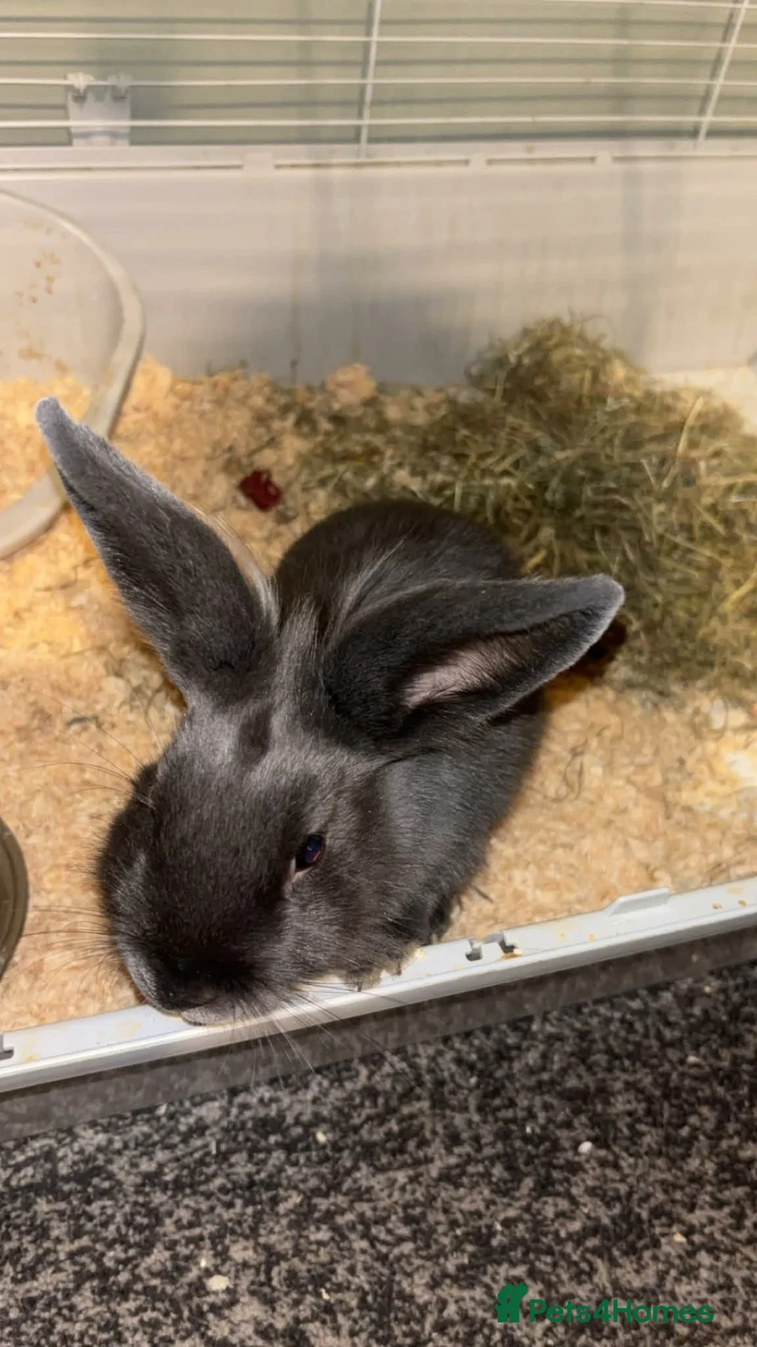 Mixed Breed rabbits for sale: 2 rabbits - Advert 1
