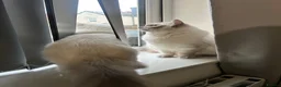 Ragdoll cats for sale: Beautiful Bonded Boy & Girl  in Derby - Advert 5