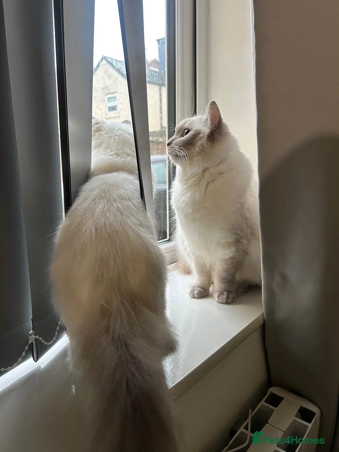 Ragdoll cats for sale: Beautiful Bonded Boy & Girl  in Derby - Advert 5