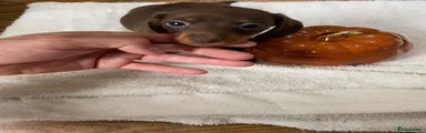 Dachshund 3