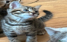Mixed Breed cats for sale: Cute Kittens - Image 11
