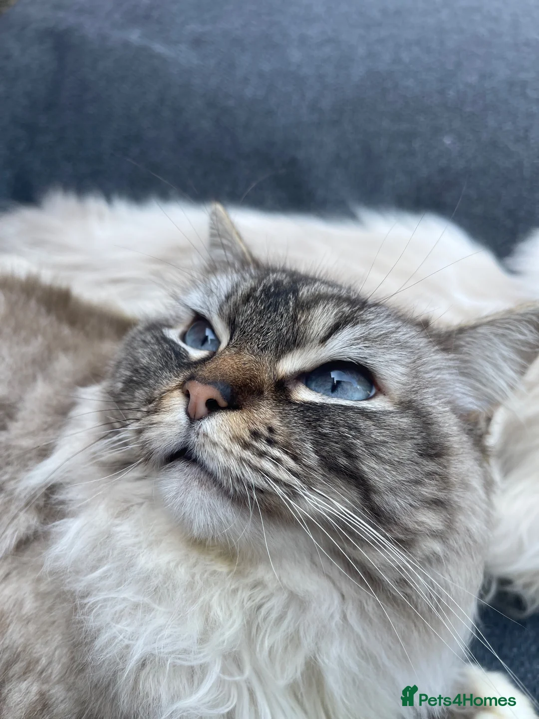 Ragdoll cats for sale: GCCF & TICA Pedigree Active Ragdoll Queens - Advert 3