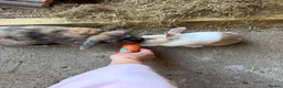 Mixed Breed rabbits for sale: Rabbits - Advert 24