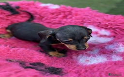Miniature Dachshund dogs for sale: Miniature dachshunds  - Image 8