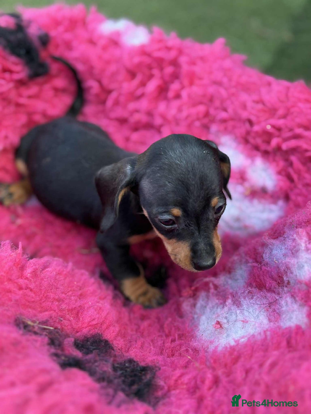 Miniature Dachshund dogs for sale: Miniature dachshunds  - Image 8