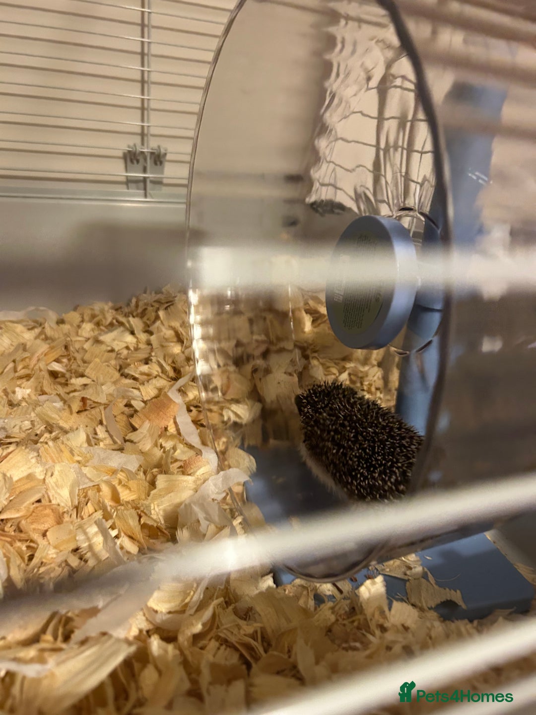 Pygmy Hedgehog rodents for sale: African pygmy hedgehog - Advert 5