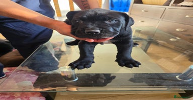 Cane Corso dogs - Advert 3