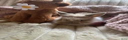Lionhead rabbits for sale: Baby lionhead cross flop rabbits  - Advert 17