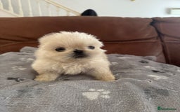 Pekingese dogs for sale: Pekingese puppy (3 girls and 3 boys left) - Image 10