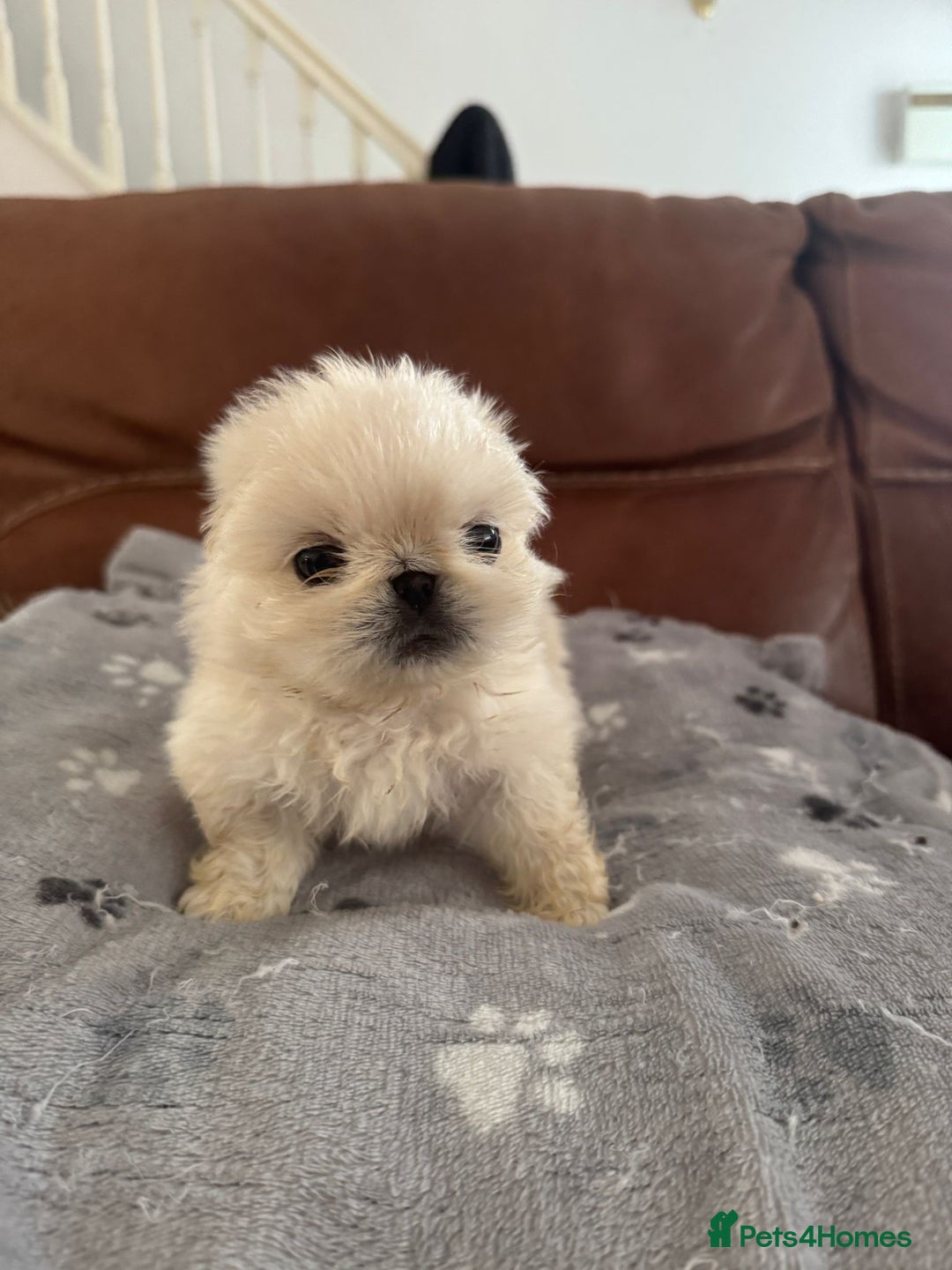 Pekingese dogs for sale: Pekingese puppy (3 girls and 3 boys left) - Image 10