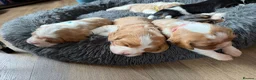 Beaglier dogs for sale: 🐾 Millie’s Beautiful Second & Final Litter 🐾 - Advert 5