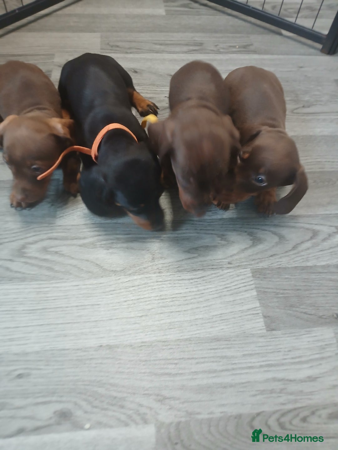 Dachshund dogs for sale: Dachshund puppies  - Advert 10