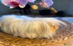 Guinea Pig rodents for sale: Beautiful Peruvian Lady - Image 3